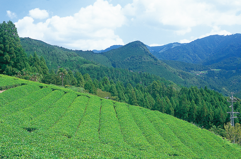 掛川市北部地区茶畑