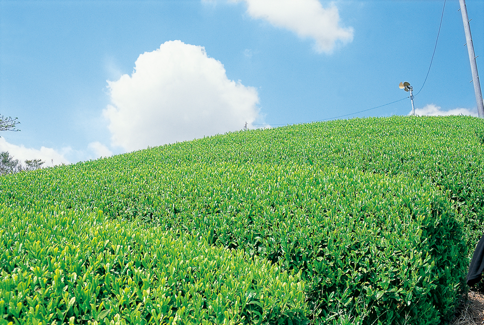 掛川市南部地区茶畑