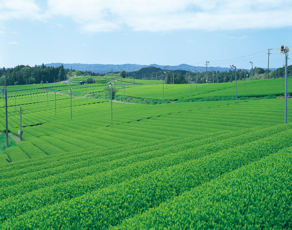 掛川市西部地区茶畑