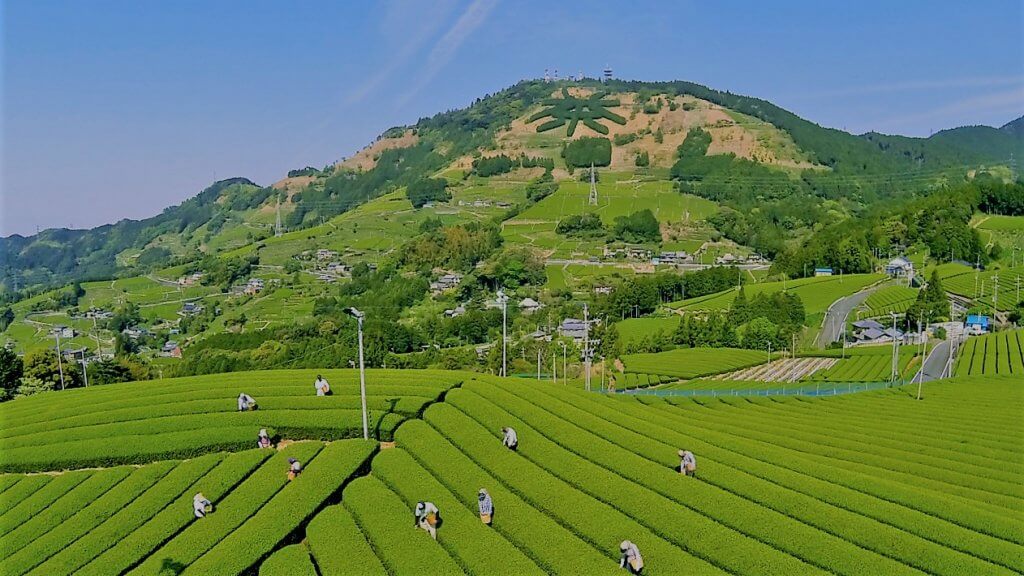 健康長寿の街 深蒸し茶の街 掛川市の茶畑