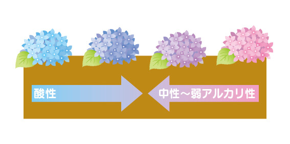 土が酸性~アルカリ性でアジサイの色が変化