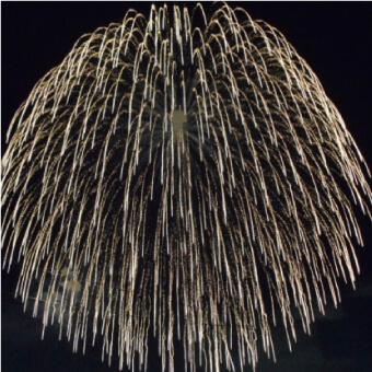 冠菊かむろぎく 花火 玉名
