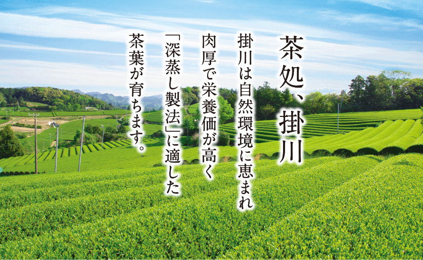 茶処、掛川 掛川は自然環境に恵まれ肉厚で栄養価が高く「深蒸し製法」に適した茶葉が育ちます。
